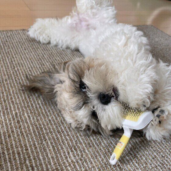 MIXのおもちちゃん