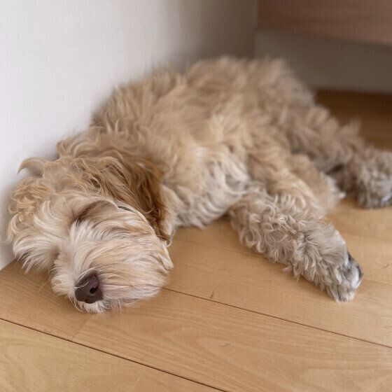 Mix（中型犬）のムクくん♪