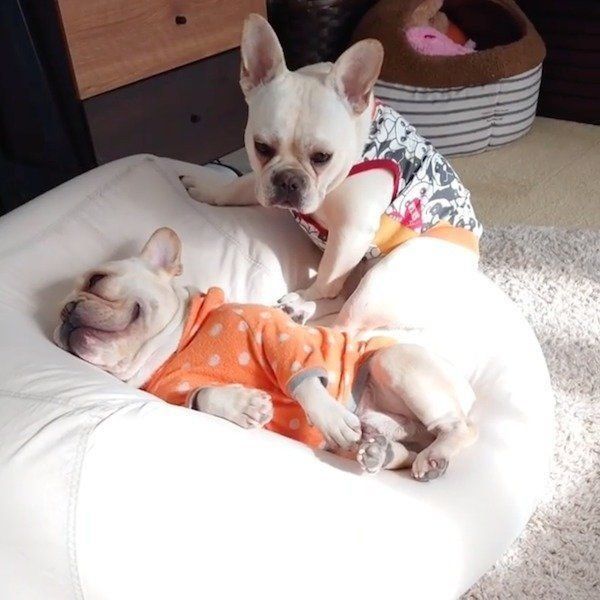 お兄ちゃんに寄り添うワンコ