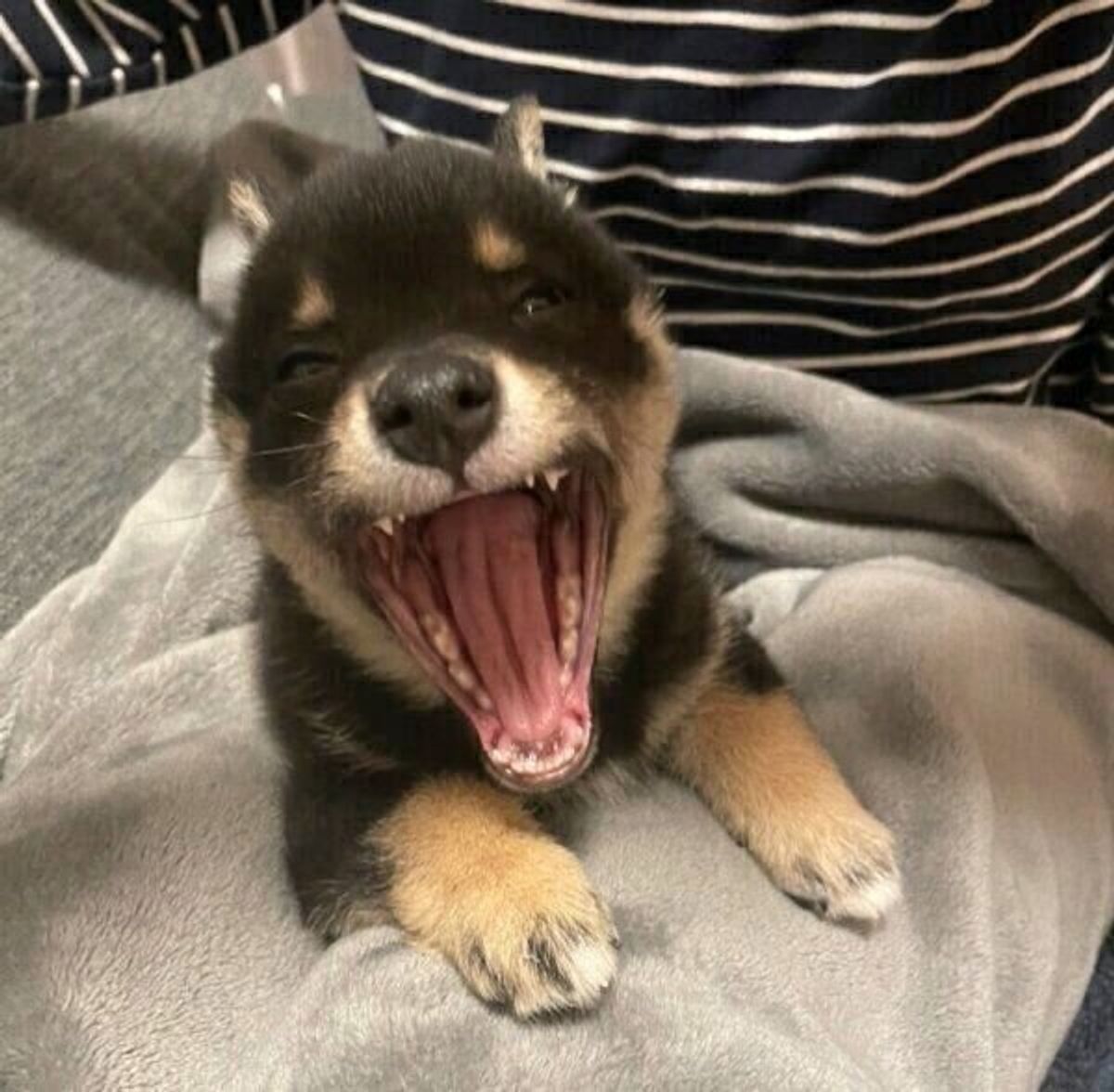 渾身のあくび を披露した子犬 7カ月後 おとなっぽい雰囲気に成長した姿にグッとくる いぬのきもちweb Magazine 渾身のあくび を披露した子犬 7カ月後 おとなっぽい雰囲気に成長した姿にグッとくる いぬのきもちweb Magazine