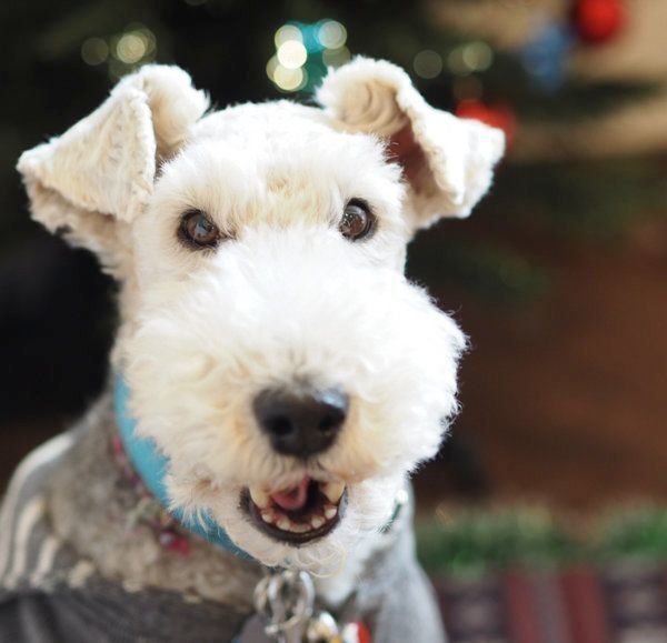 元保護犬・こっぺぱんちゃん