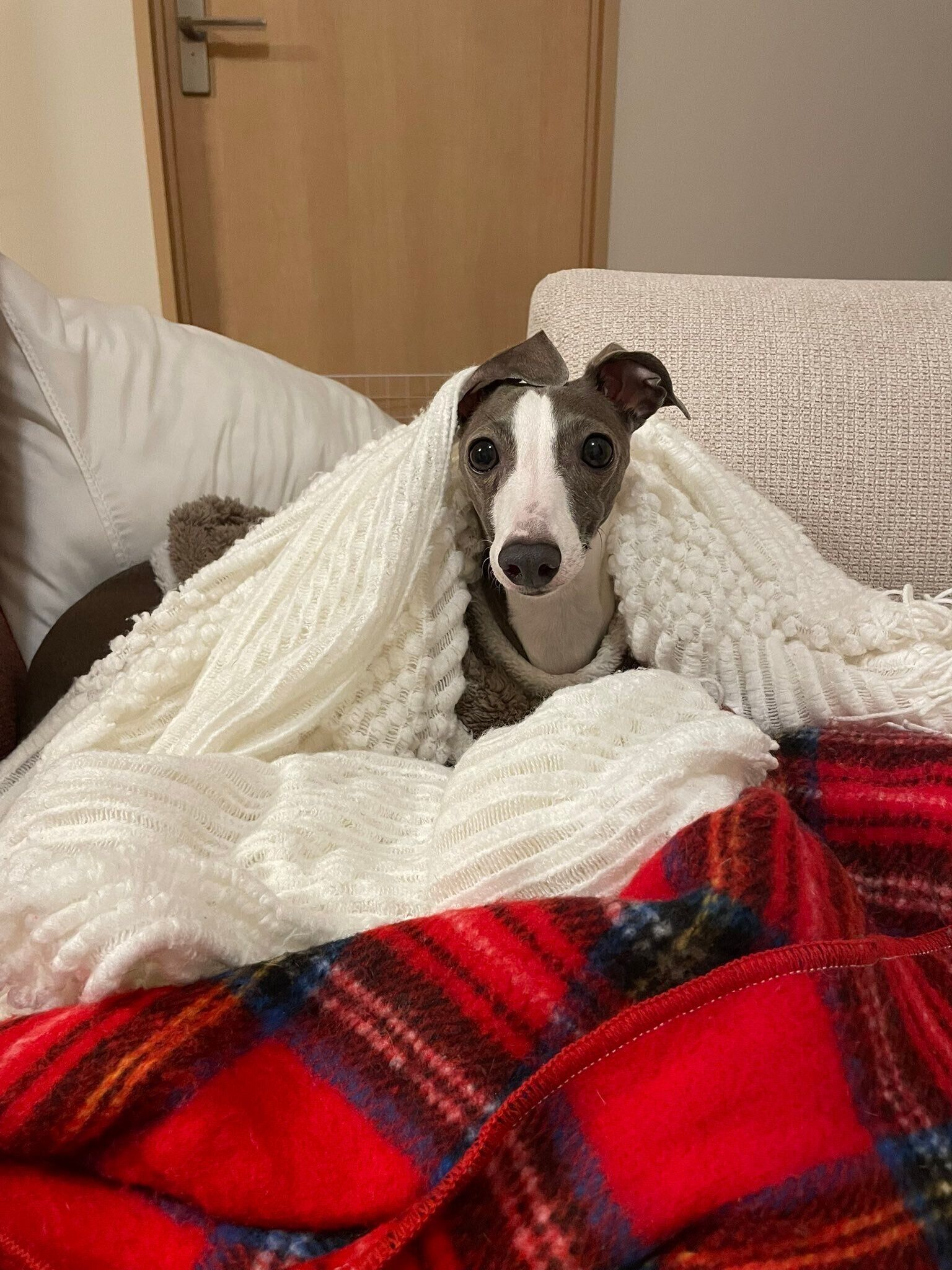 毛布にもぐる犬