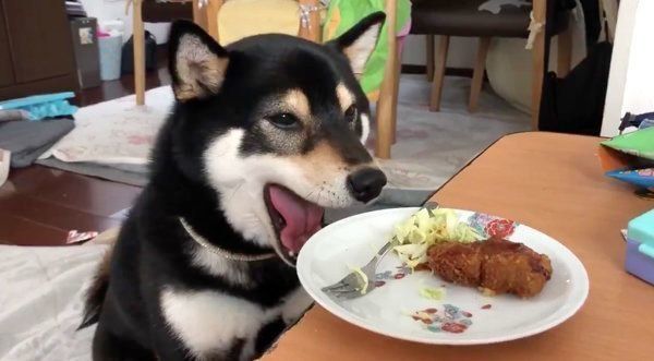 ごはんを見て、あくびをしちゃうすずちゃん