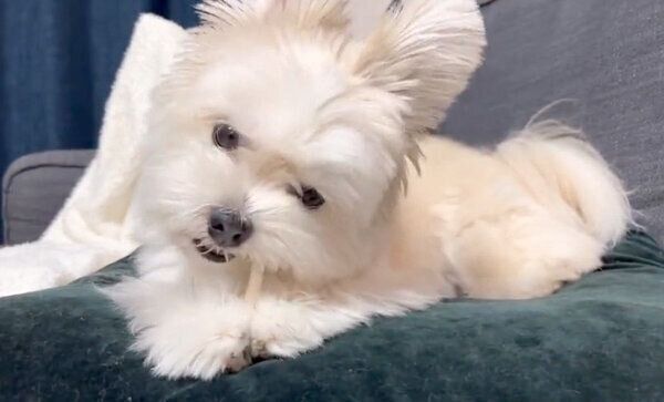 ガムを噛むぽんたくん