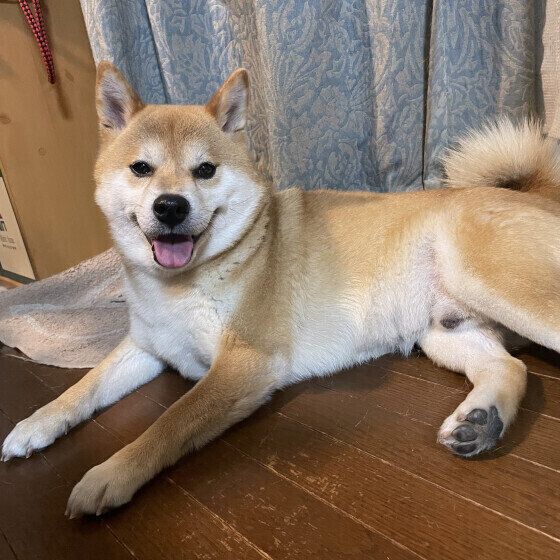 窓際でくつろぐ柴犬