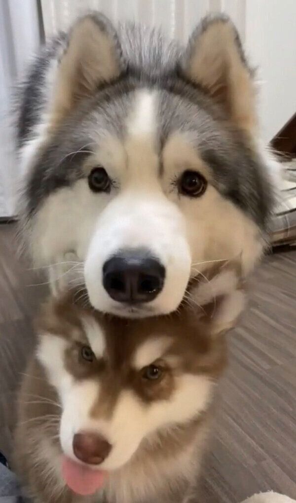 コスモくんの頭に顔を乗せるアポロくん