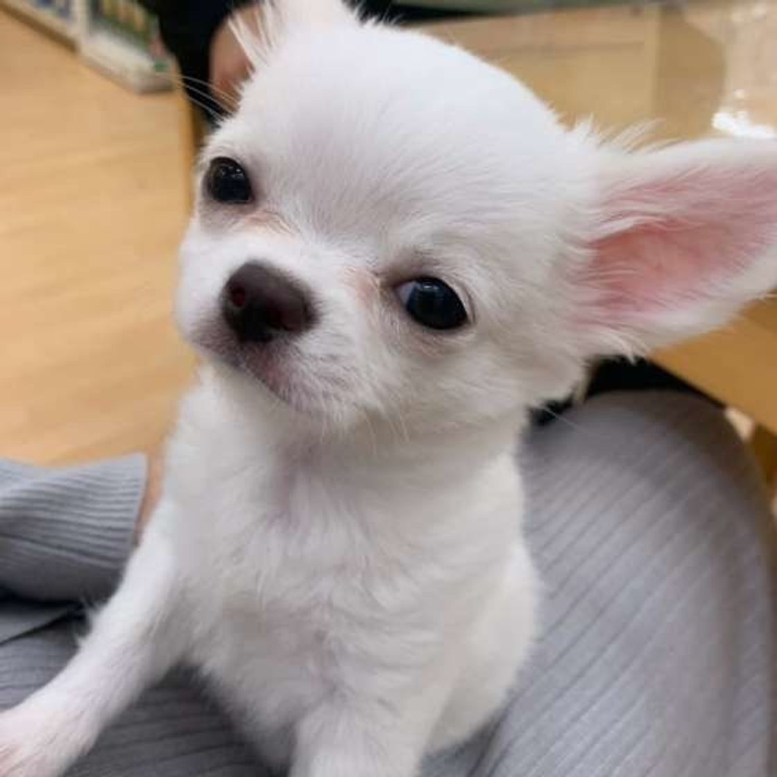 犬が寂しがってる 愛情不足のストレスサインに気がつこう いぬのきもちweb Magazine 犬が寂しがってる 愛情不足のストレスサインに気がつこう いぬのきもちweb Magazine