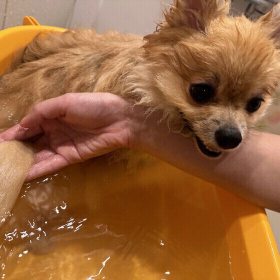 お風呂に入るポメラニアン