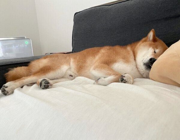 爆睡するぽてとくん