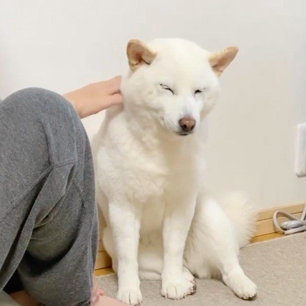 マッサージを要求するきなこちゃん