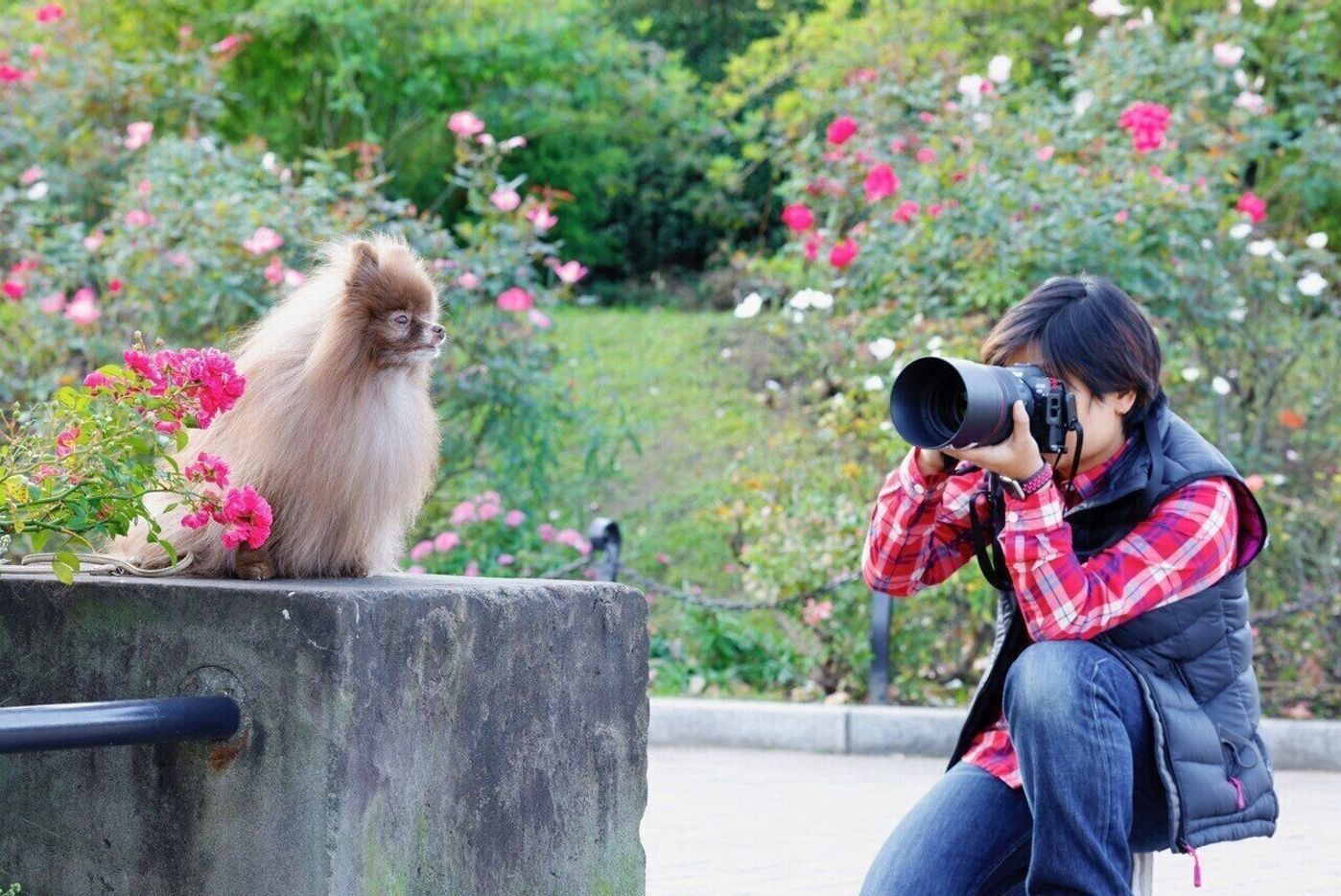 犬の写真を上手に撮るコツとは おすすめアプリ情報もご紹介 いぬのきもちweb Magazine 犬の写真を上手に撮るコツとは おすすめアプリ情報もご紹介 いぬのきもちweb Magazine