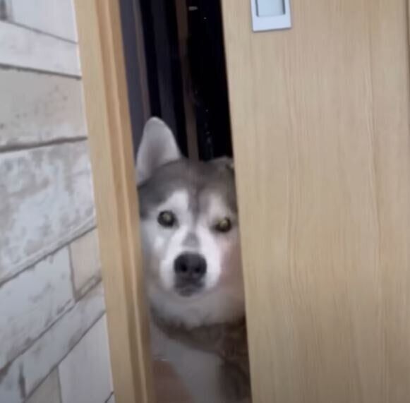 鼻でドアを開ける文太くん