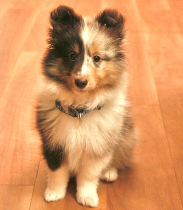 家に来たばかりの頃のもとくん