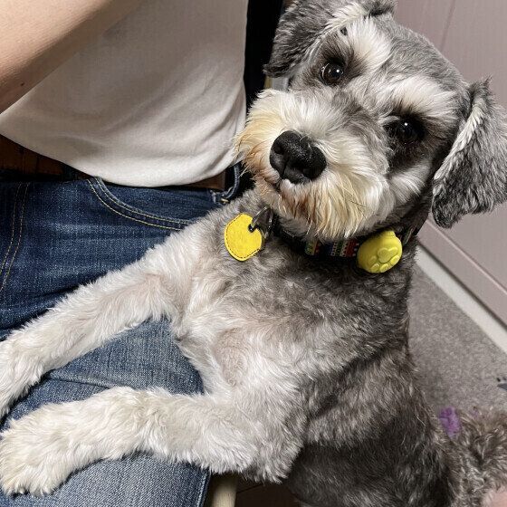 ミニチュア・シュナウザーのスコットくん