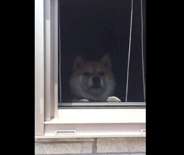 窓から飼い主さんを出迎えるハナちゃん