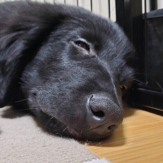 テオくん（フラットコーテッド・レトリーバー）