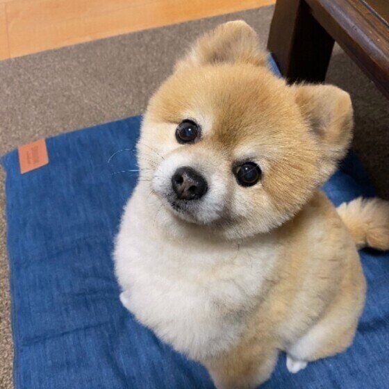 ポメラニアンのぱんちゃん