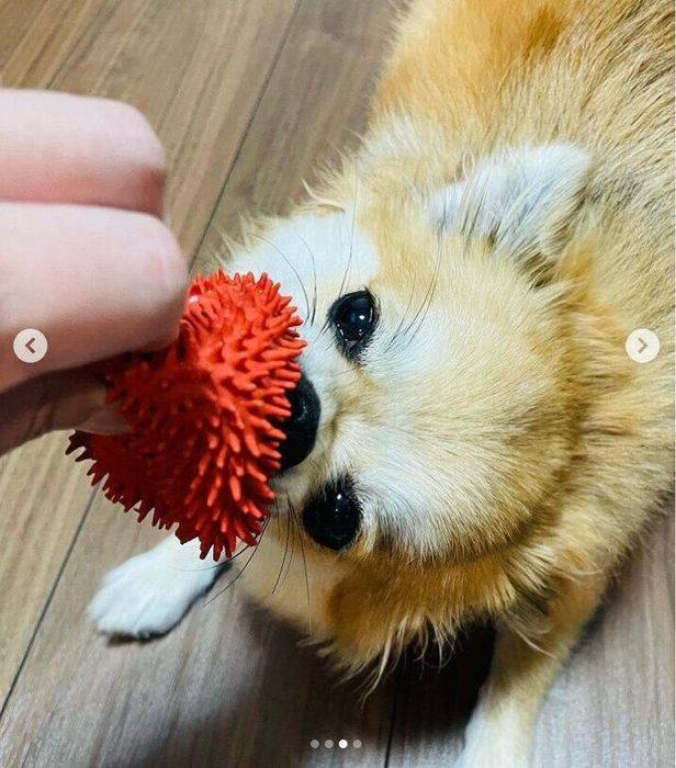 おもちゃを離さないぽんちゃん(MIX)