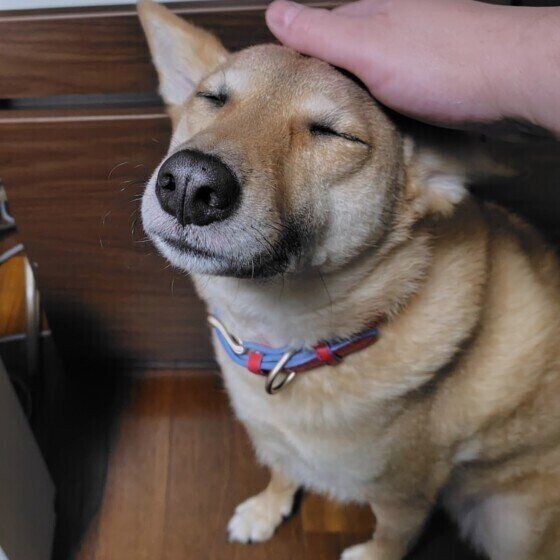 犬が甘えたいときにみせる4つのサイン 愛犬の気持ちを汲み取ろう！  いぬのきもち