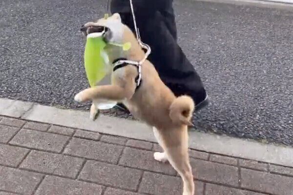 ペットボトルを抱えるわらびちゃん