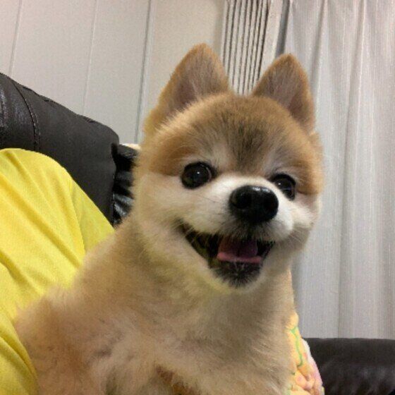 笑うポメラニアン