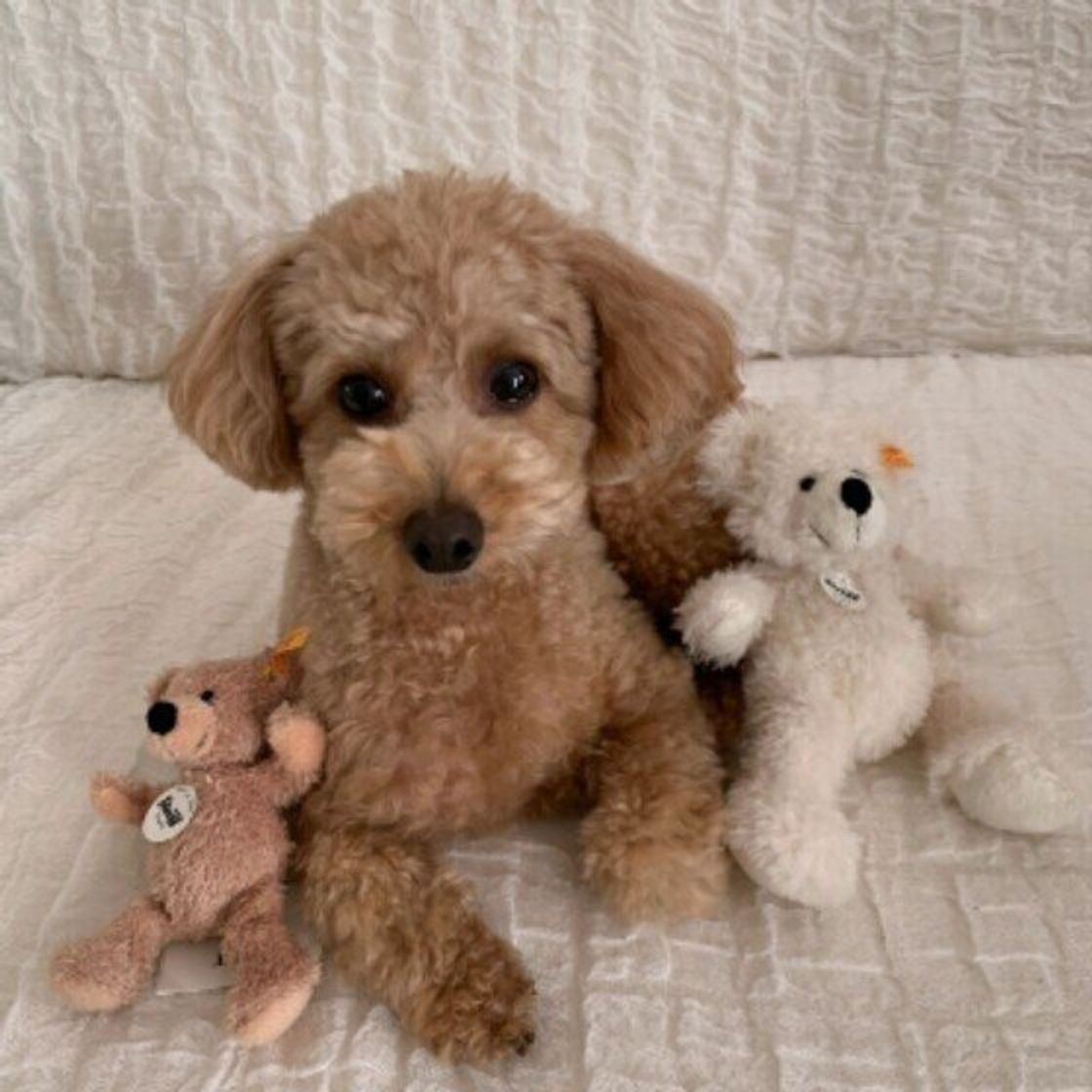 トイ プードル部門 21年人気名前ランキング発表 二文字の名前が続々登場 いぬのきもちweb Magazine トイ プードル部門 21年人気名前ランキング発表 二文字の名前が続々登場 いぬのきもちweb Magazine