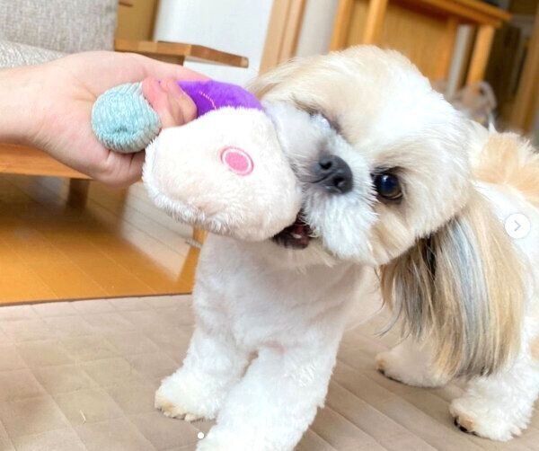 おもちゃで遊ぶつぶちゃん