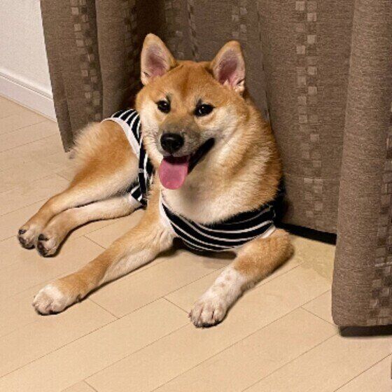 犬の認知症 夜泣き 飼い主の生活に大きな影響を与えることも 獣医師が解説 いぬのきもちweb Magazine