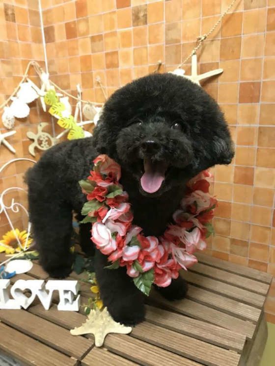 11歳になるトイ・プードルのcoco