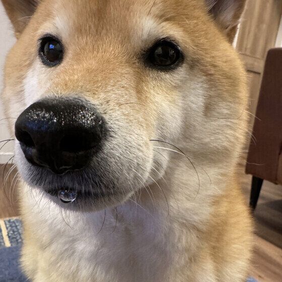 「よだれが多い犬」の特徴と原因とは 犬の「よだれ風船」についても解説!|いぬのきもちWEB MAGAZINE