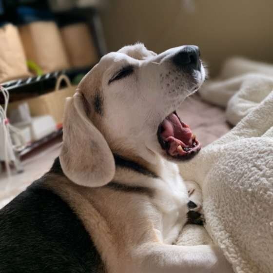 ビーグルのぷぅ太くん