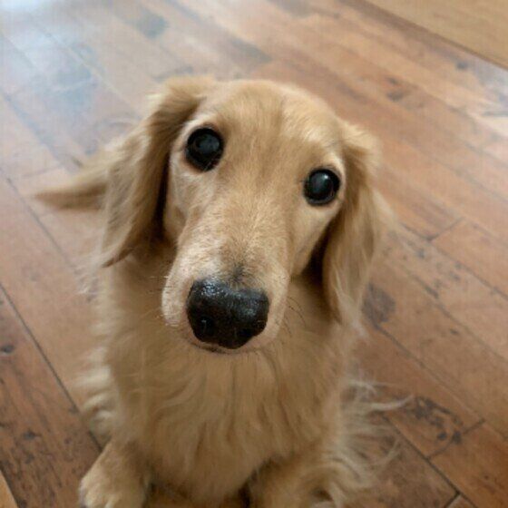 愛犬の寿命を延ばすためにできる3つのヒケツとは？ いぬのきもち