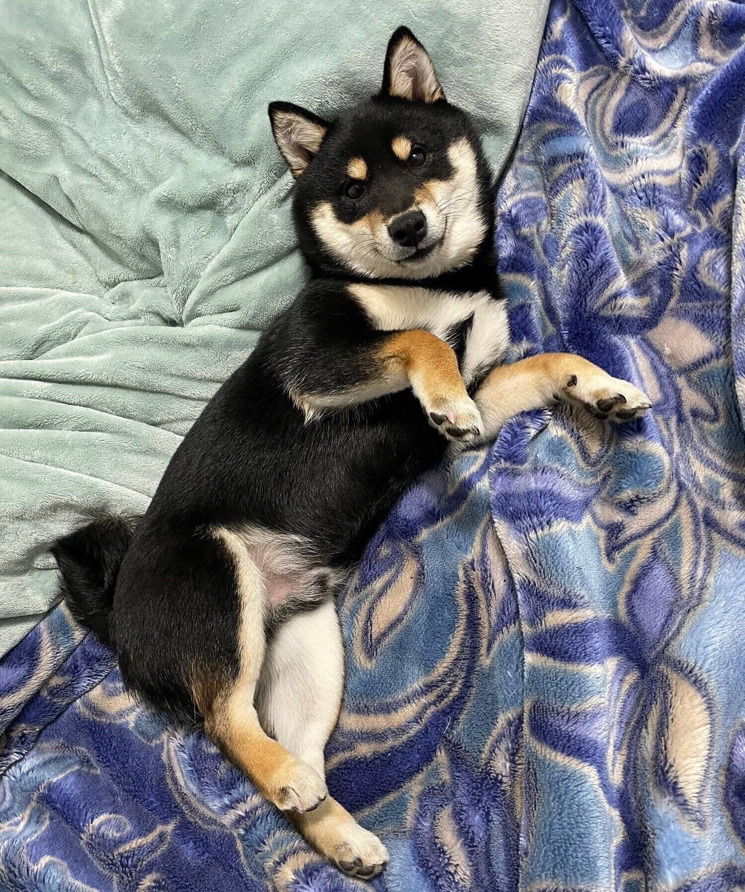 寝転がる蓮くん