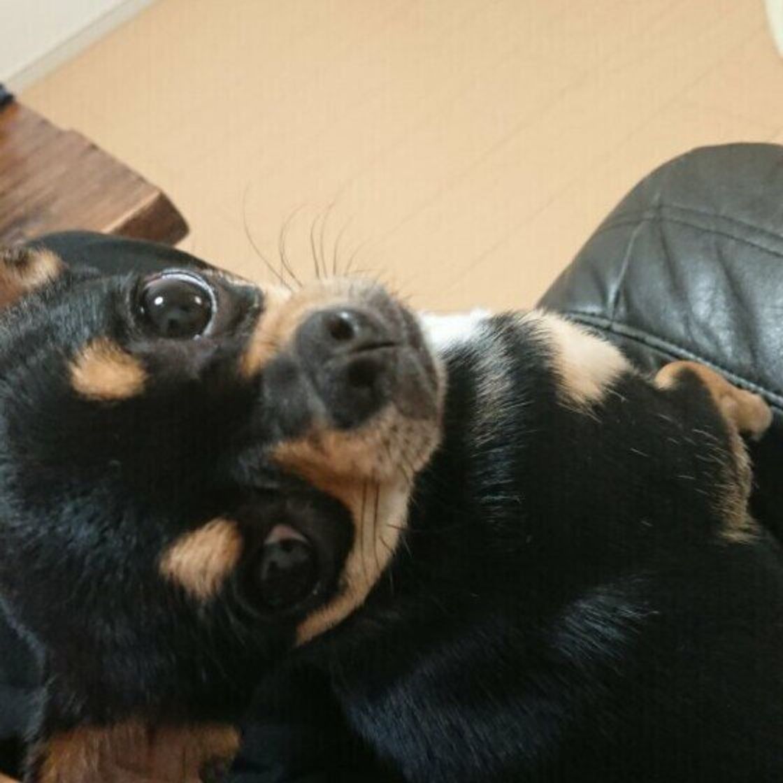 愛犬ともっと仲良くなるための 3つの声かけ 注意ポイントは いぬのきもちweb Magazine 愛犬ともっと仲良くなるための 3つの声かけ 注意ポイントは いぬのきもちweb Magazine