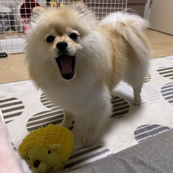 ポメラニアンのいとちゃん