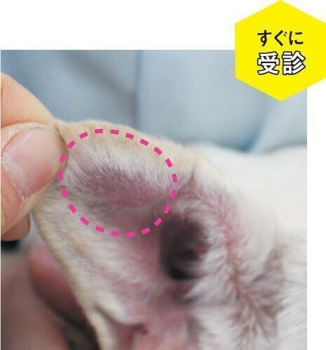 かきすぎて腫れた耳