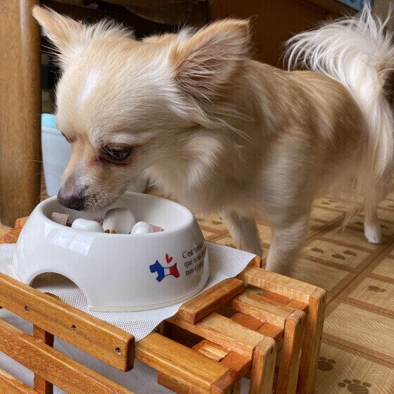 ゴハンを食べるハッピーくん