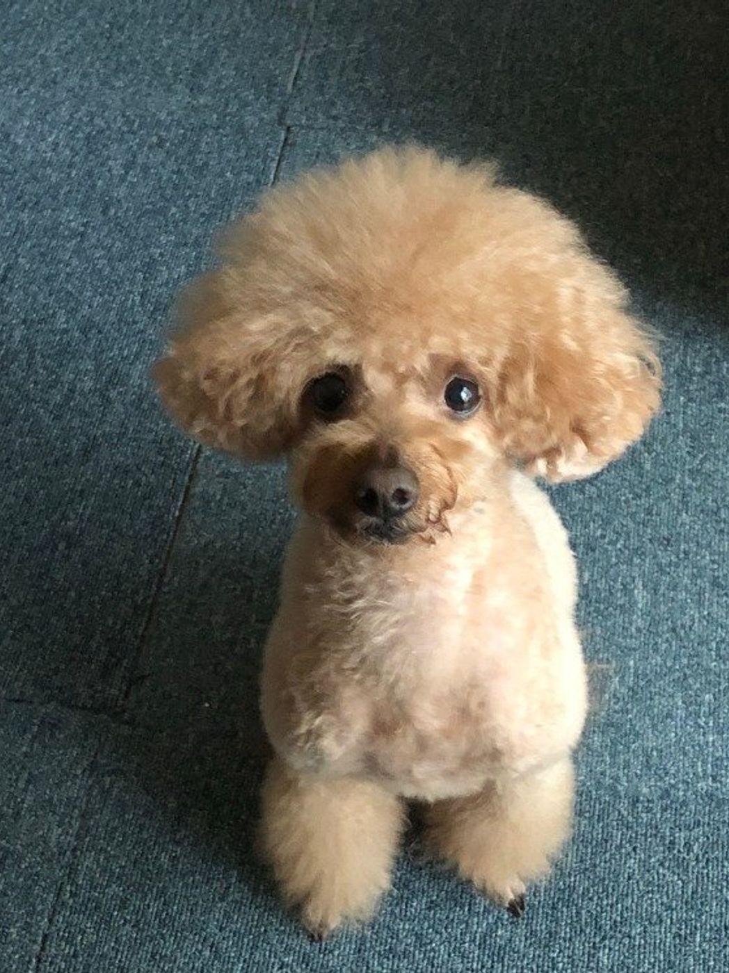 犬の年齢は人の年齢にたとえると何才 計算してみよう いぬのきもちweb Magazine 犬の年齢は人の年齢にたとえると何才 計算してみよう いぬのきもちweb Magazine