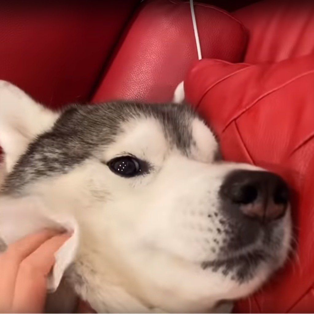 耳掃除を拒否するシベリアン・ハスキー