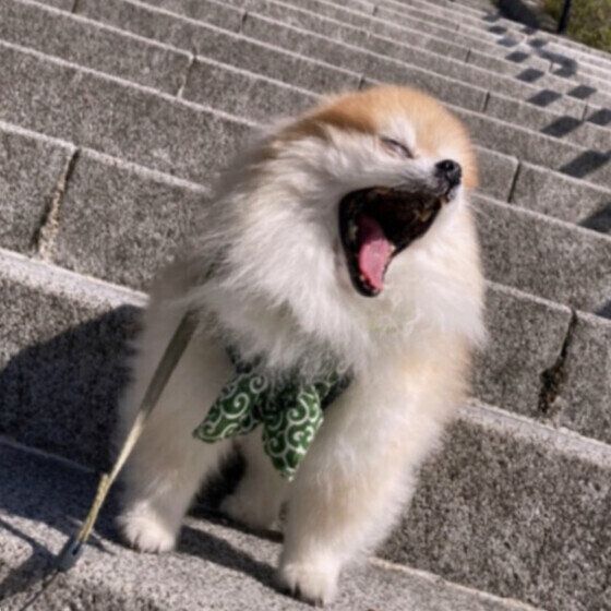 ポメラニアンのムッシュくん