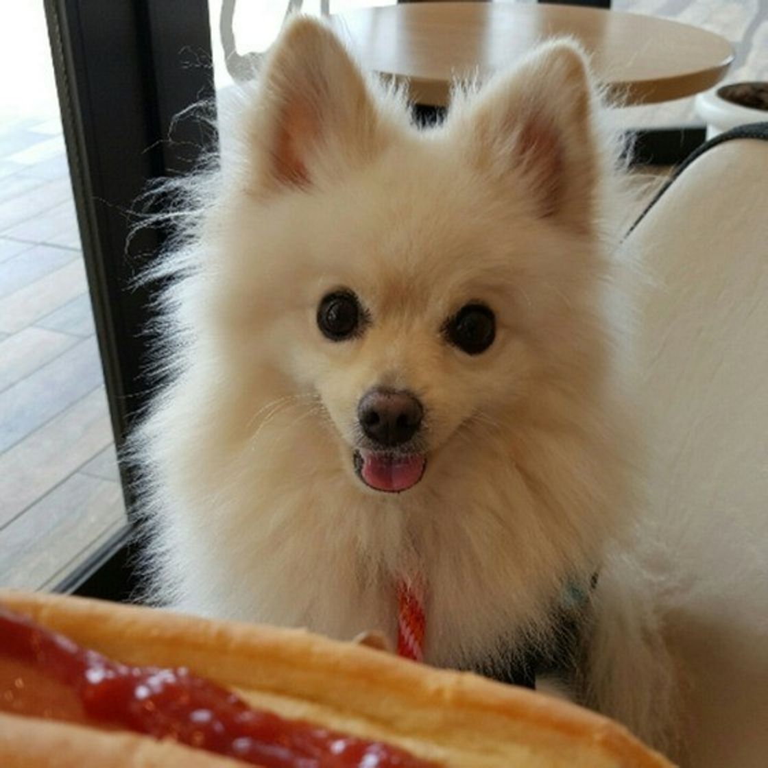 愛犬はうれしいとき 悲しいときの気持ちをどう表現してる いぬのきもちweb Magazine 愛犬はうれしいとき 悲しいときの気持ちをどう表現してる いぬのきもちweb Magazine