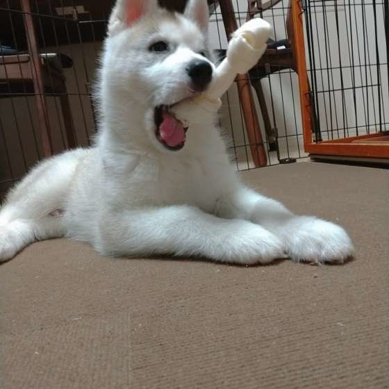 ガムを噛むシベリアン・ハスキー