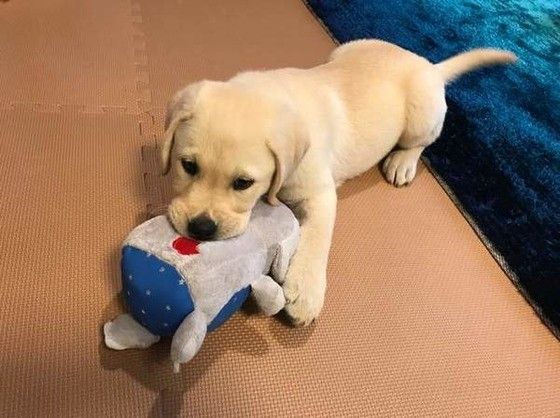 遊ぶラブラドール・レトリーバー