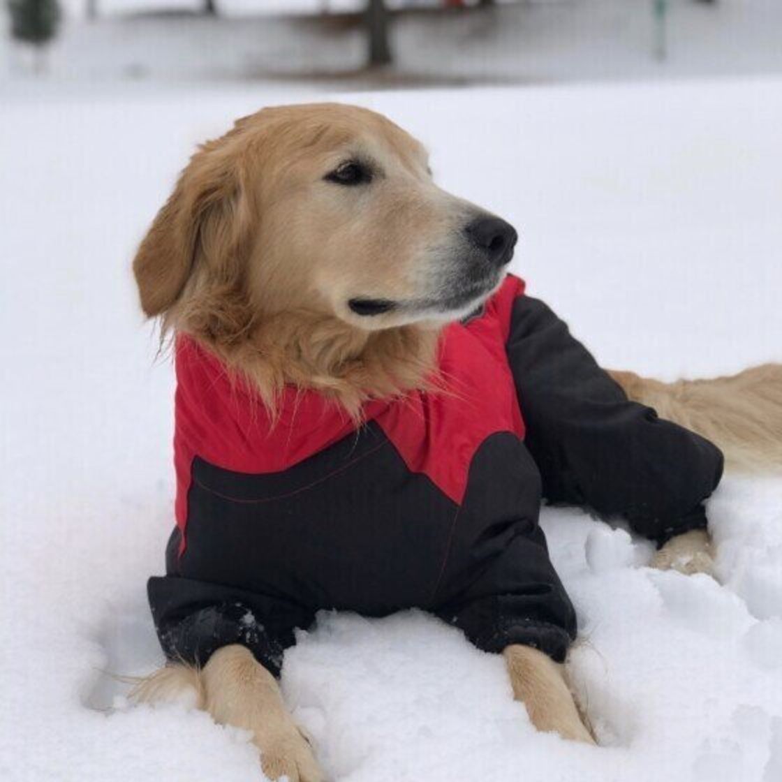 寒さに強い犬種は 雪で遊ぶ際の注意点を獣医師に聞いた いぬのきもちweb Magazine 寒さに強い犬種は 雪で遊ぶ際の注意点を獣医師に聞いた いぬのきもちweb Magazine