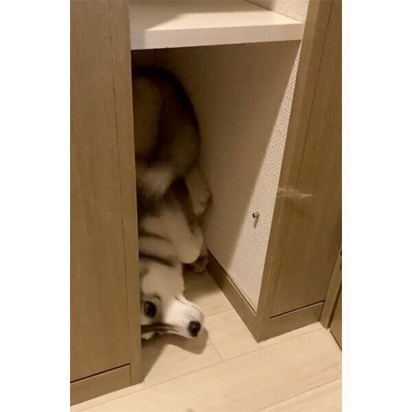 狭い場所に入ろうとする、みぞれちゃん