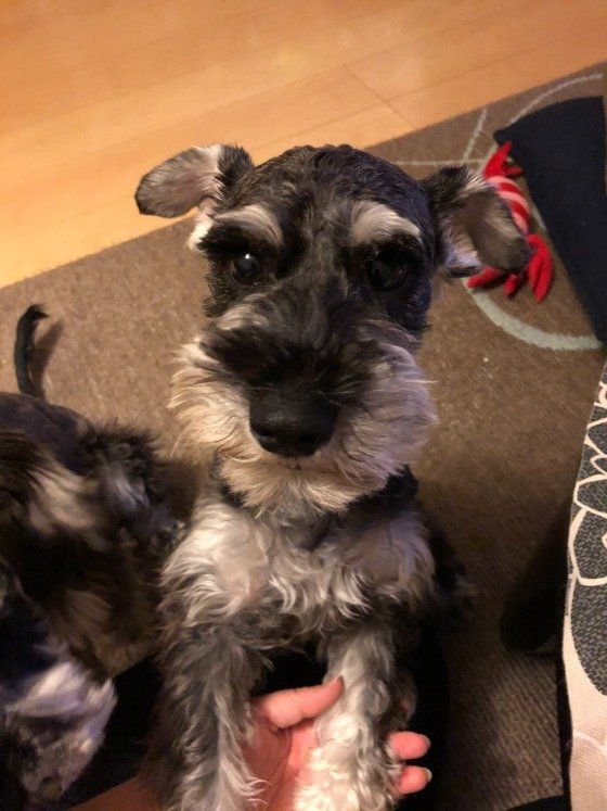 ミニチュア・シュナウザー