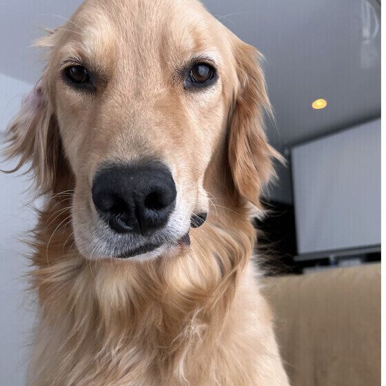 犬が雷や花火の音を怖がるときの対処法 犬が隠れて出てこない場合の対応も いぬのきもち