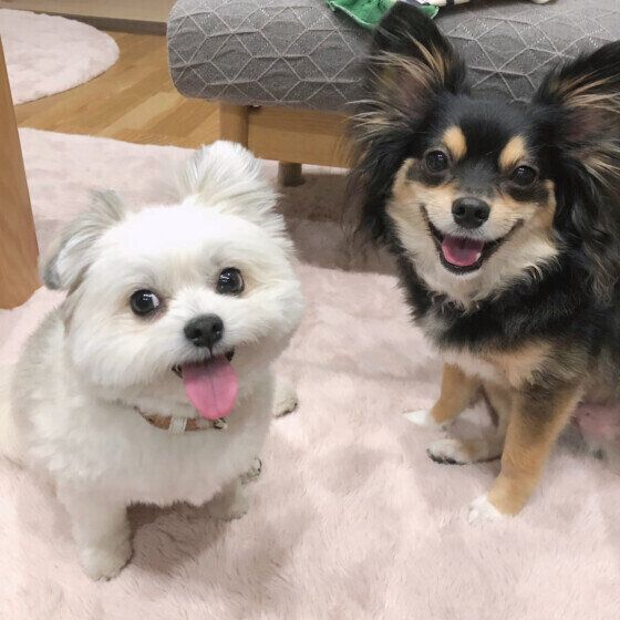 犬の竹串や爪楊枝の誤飲は命に関わることも！ 散歩中の拾い食いや誤飲・誤食の事故を防ぐために知っておくこと いぬのきもち