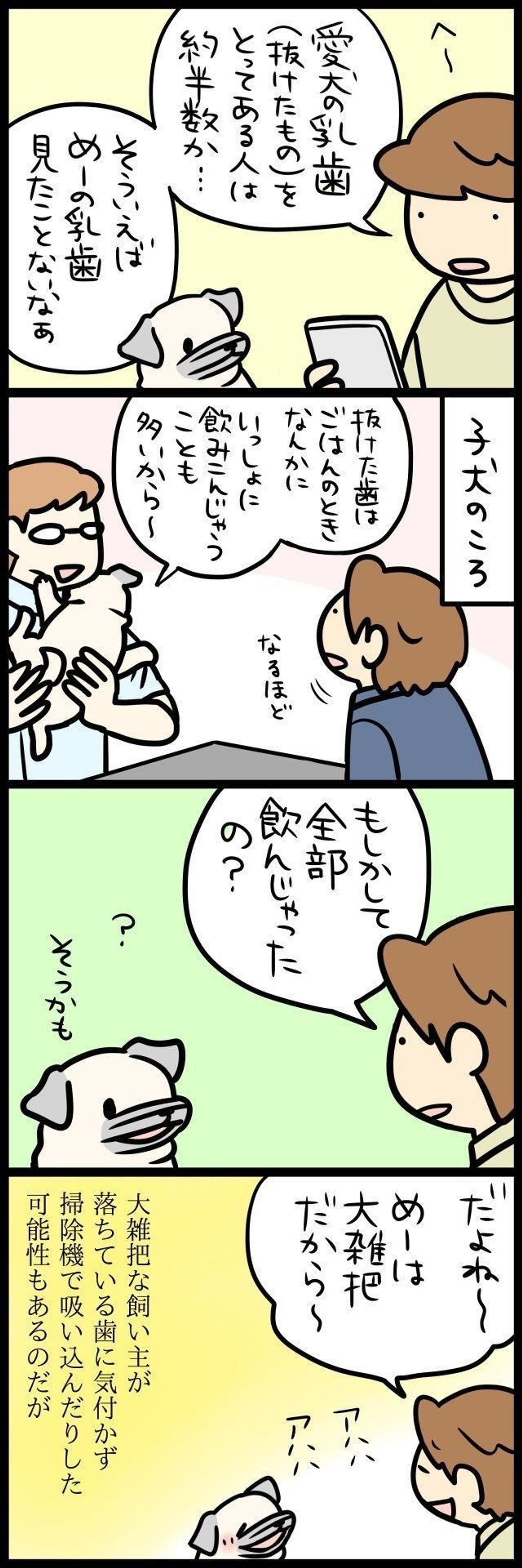 愛犬の乳歯 どうしてる 連載連載 パグ犬 めー 特別企画 いぬのコト360度全調査 いぬのきもちweb Magazine 愛犬の乳歯 どうしてる 連載連載 パグ犬 めー 特別企画 いぬのコト360度全調査 いぬのきもちweb Magazine