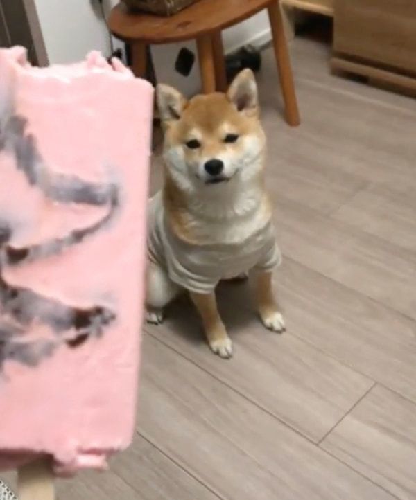 アイスが欲しい豆柴
